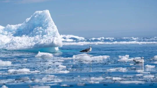 El deshielo de los glaciares está creando un "círculo vicioso", según reveló un estudio de la Universidad Ártica de Noruega