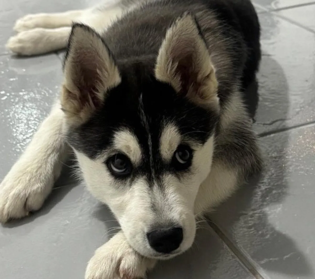 Cadela morre durante banho em clínica em que cão perdeu o olho
