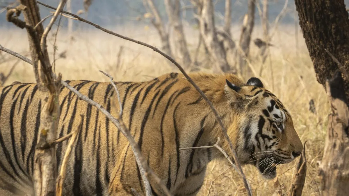 Gadchiroli mining project: Bombay HC asks petitioner to approach National Tiger Conservation Authority