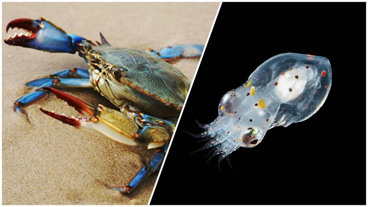 Italy releases 130,000 octopuses to battle invasive blue crabs