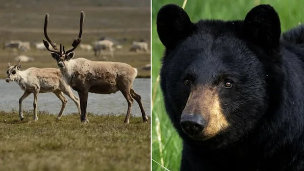 Alberta says hunting bears with dogs will protect caribou. The province's former caribou manager disagrees