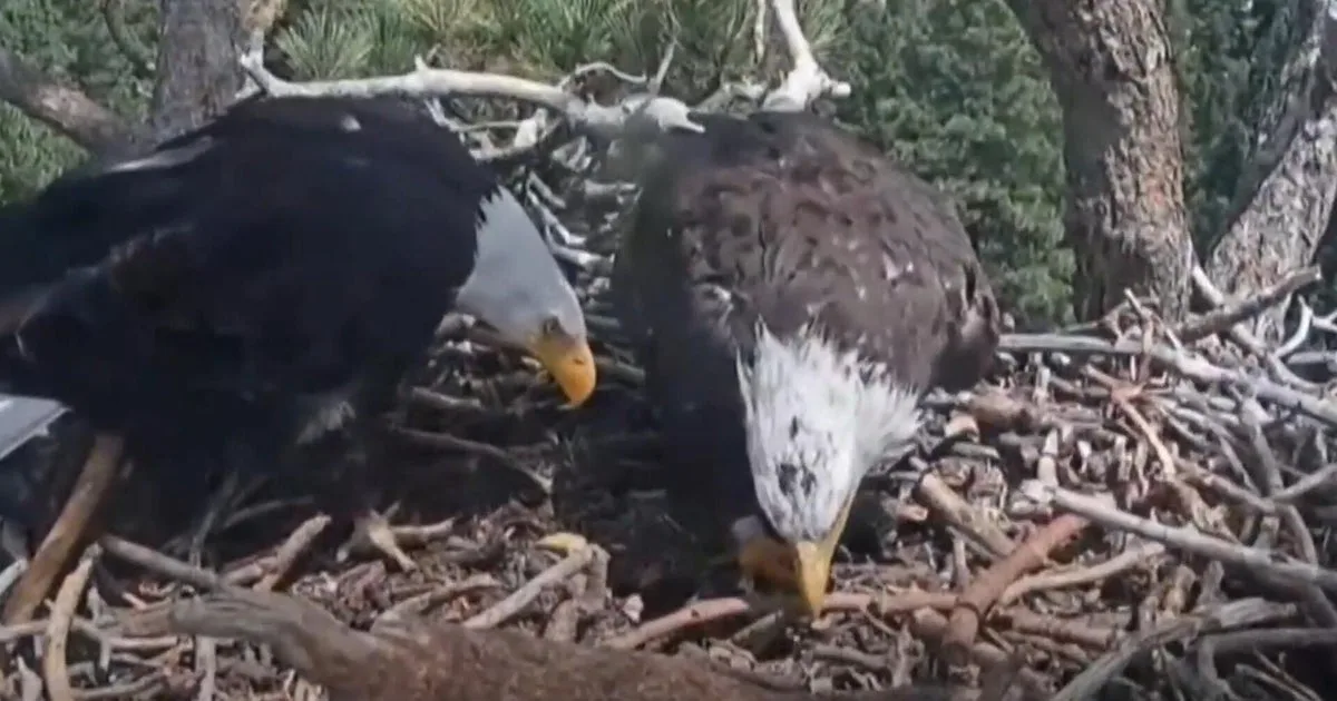 California birdwatchers gain new hope after beloved eagle's disappearance