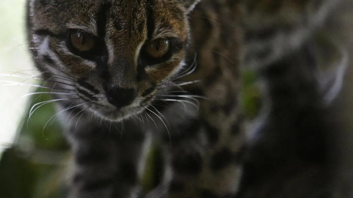 Meet Tigrino: Bolivia’s newly identified Tilcayo cat species