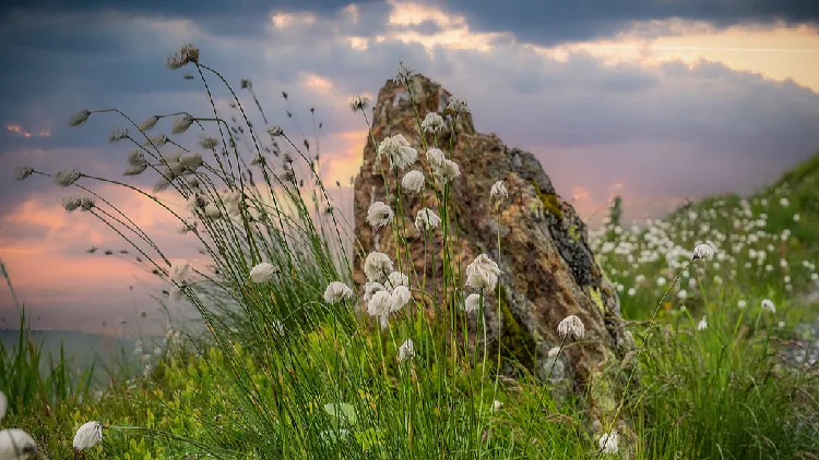 Ancient warmth helped flowering plants dominate Earth, study finds