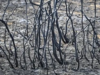 Incendie dans le sud de l’Ille-et-Vilaine : la piste d’un « défaut d’entretien » au pied d’une ligne électrique
