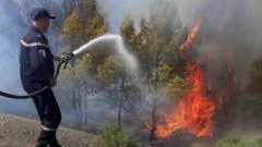 At least 12 dead as wildfires sweep through northern Algeria