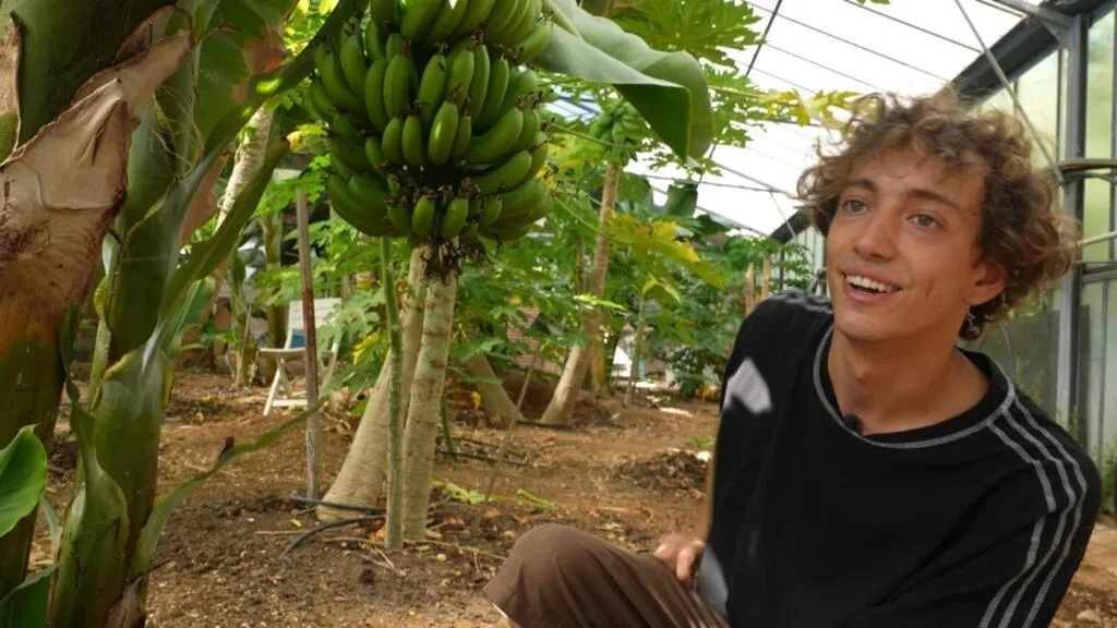 En France, les cultures de fruits exotiques boostées par le dérèglement climatique