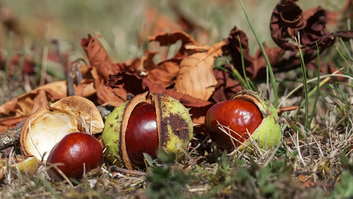 Essbar oder giftig? - Diese Kastanien können Sie bedenkenlos essen