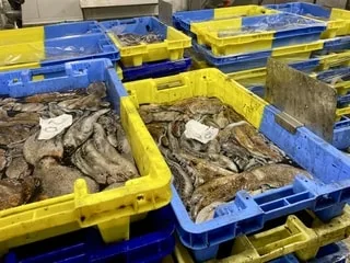 Le poulpe, étoile montante pour la pêche dans l’Ouest