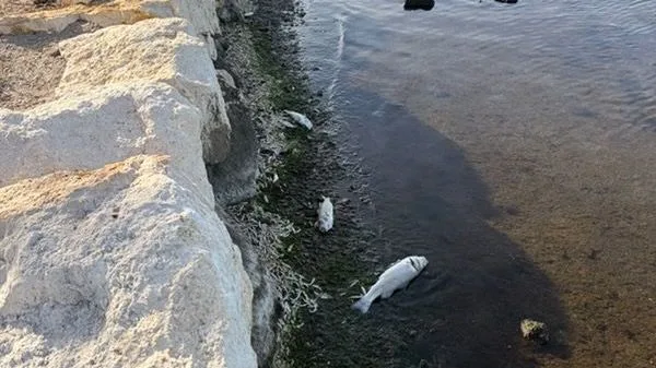 "La chaleur a rendu l'eau irrespirable" : une centaine de poissons morts échoués sur la plage de Saint-Chamas