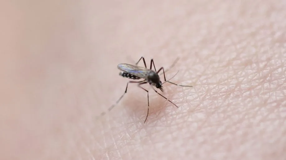 Un cas de dengue autochtone détecté dans le 12e arrondissement de Marseille