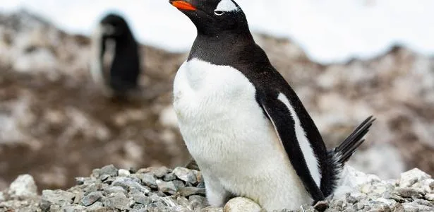 Cientistas descobrem primeira nova espécie de pinguim em mais de 100 anos