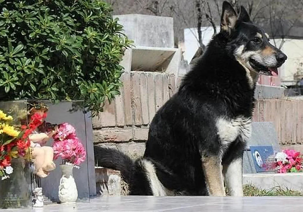 Puerto Real permite a las mascotas ir al tanatorio a despedirse de sus dueños fallecidos por primera vez