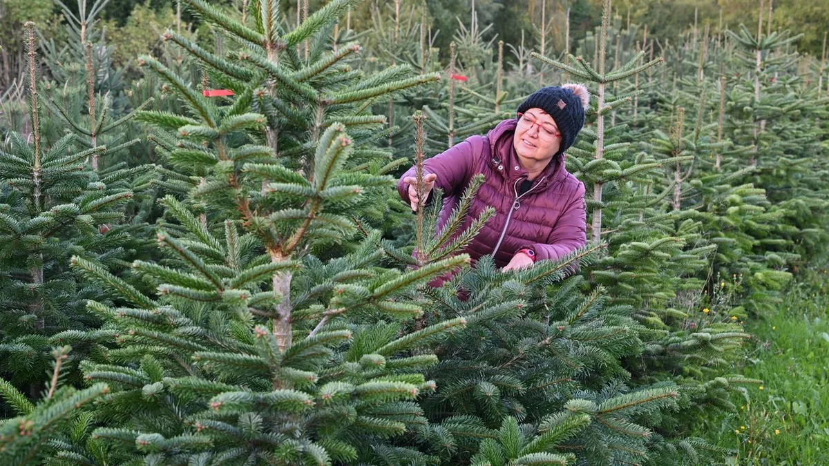 Vor Weihnachten: Wie steht es um die Weihnachtsbäume?