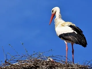 Une cigogne percute des lignes électriques et provoque un incendie en Ariège, une maison sauvée de justesse