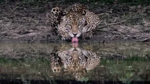 Turismo de conservação pode “selar a paz” entre os pecuaristas e as onças no Pantanal