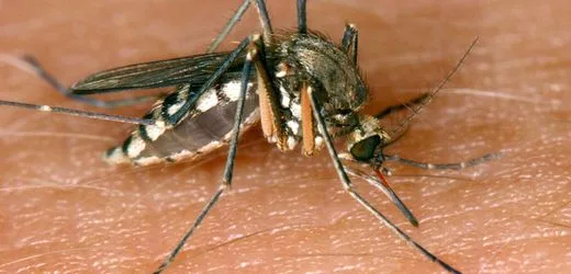 Infektionskrankheit: West-Nil-Virus aus zwölf europäischen Ländern gemeldet