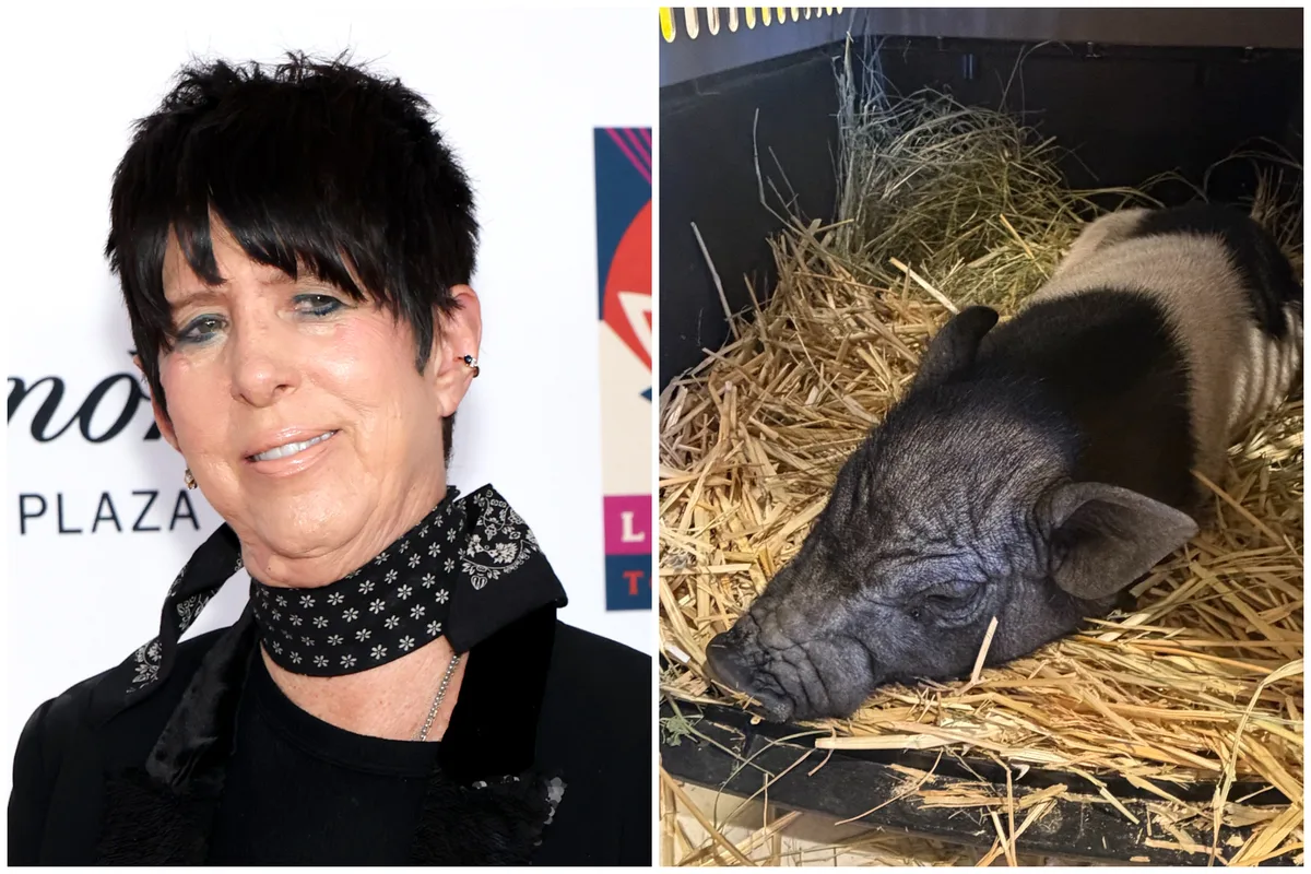 Diane Warren Adopts West Hollywood’s Runaway Pig: ‘Welcome Wilbur!’