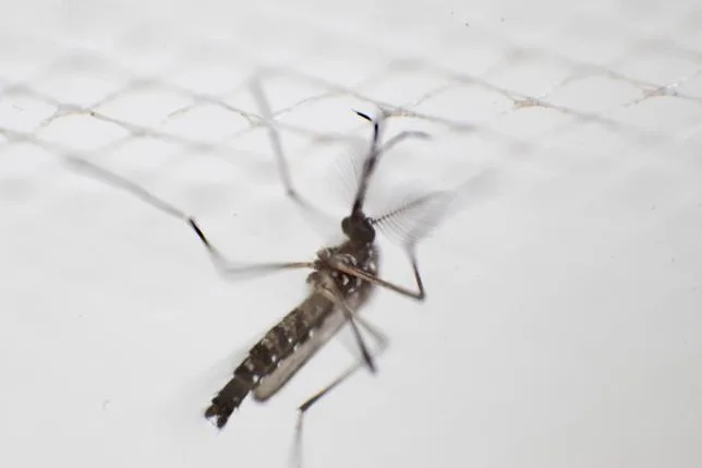 Moustiques : le répulsif DEET pourrait les attirer au lieu de les faire fuir