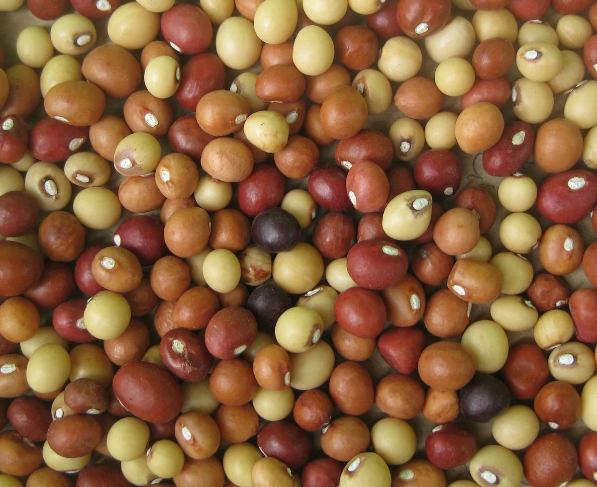 Bambara groundnut: new maps show where southern African farmers can grow this drought-tolerant crop