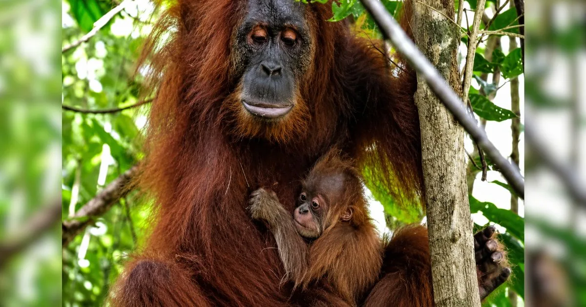 Resgatada do tráfico de animais quando filhote, orangotango passa anos em reabilitação, volta para a natureza e surpreende monitores ao aparecer carregando seu próprio filhote nos braços