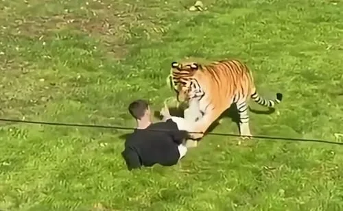 Hombre muere tras ser atacado por un tigre en zoológico británico; él ingresó al recinto de los ejemplares en peligro de extinción