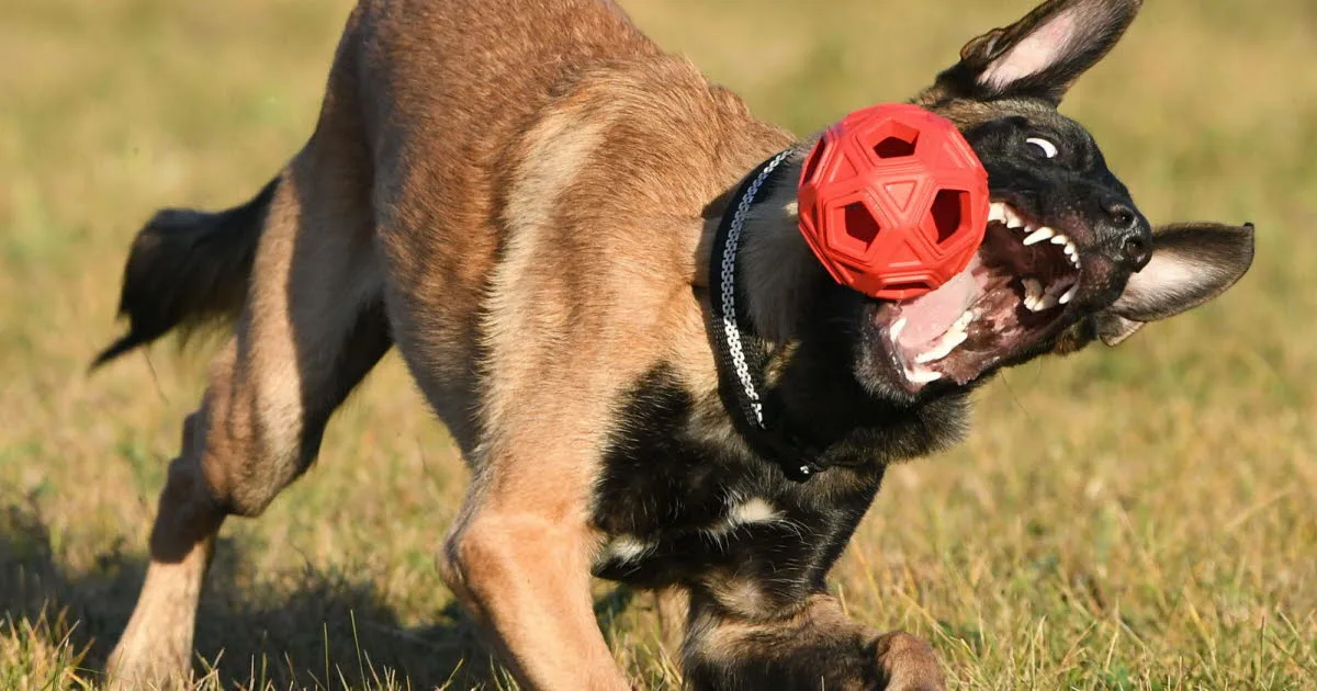 Moselle. Un homme poursuivi pour cruauté après avoir poignardé un chien à neuf reprises