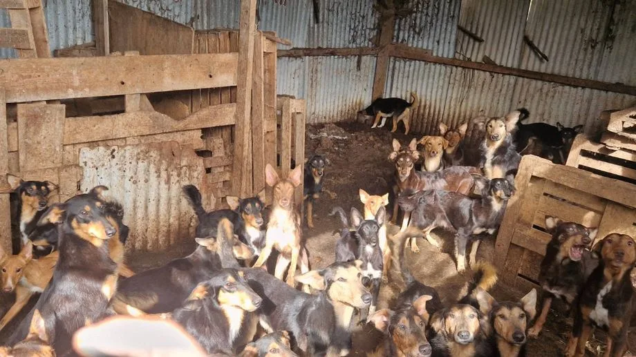 EN IMAGES - Cent chiens et vingt chats sauvés d'une "maison de l'horreur" après le décès de son propriétaire en Vendée