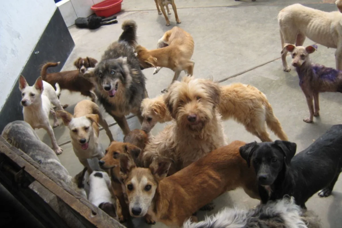 Desarrollan una aplicación que crea una red de alertas para ubicar mascotas perdidas en Perú: ¿Cómo usarla?