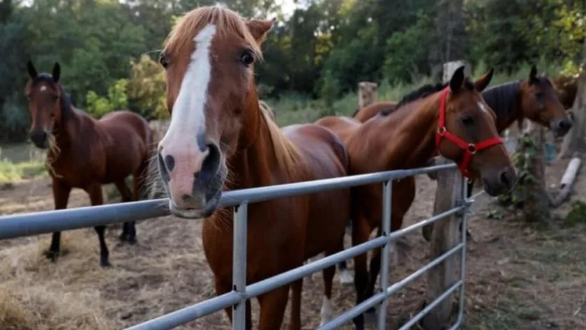 Reactivan frontera Acuña y Del Rio para movimiento de caballos hacia México