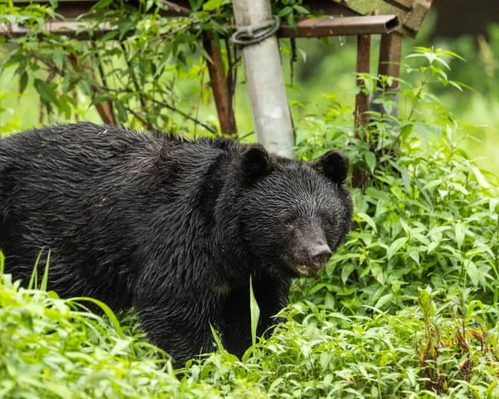 Japan killed 14,000 bears after a rise in deadly attacks on people – but will it work?
