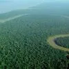 Banca concedeu 595 mil milhões de dólares a atividades de risco para florestas tropicais