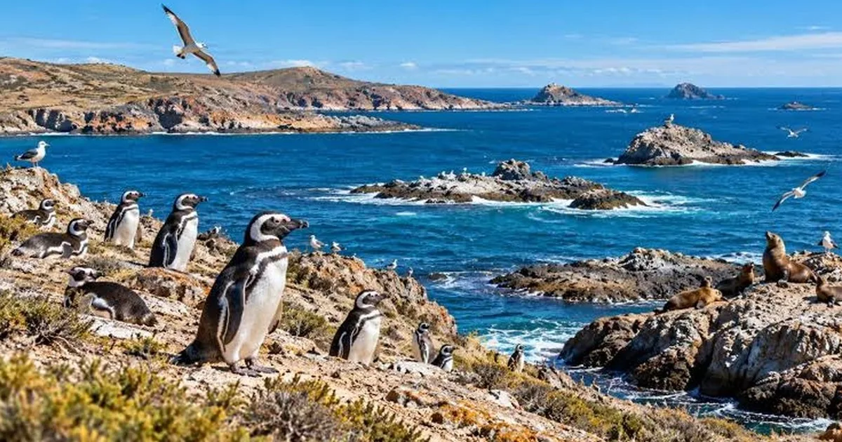 Tenía 16.500 hectáreas, fue donada y hoy es parte de un enorme parque de la Patagonia con ballenas y pingüinos