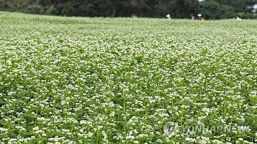 제주 낮까지 가끔 비…예상 강수량 5∼20㎜
