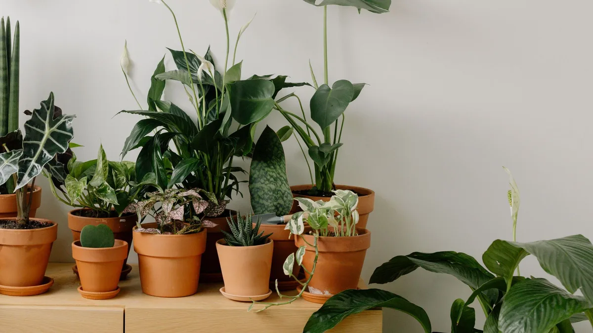 De la lengua de suegra al árbol de jade: cómo cuidar 10 plantas muy populares y saber cuál encaja mejor en tu casa