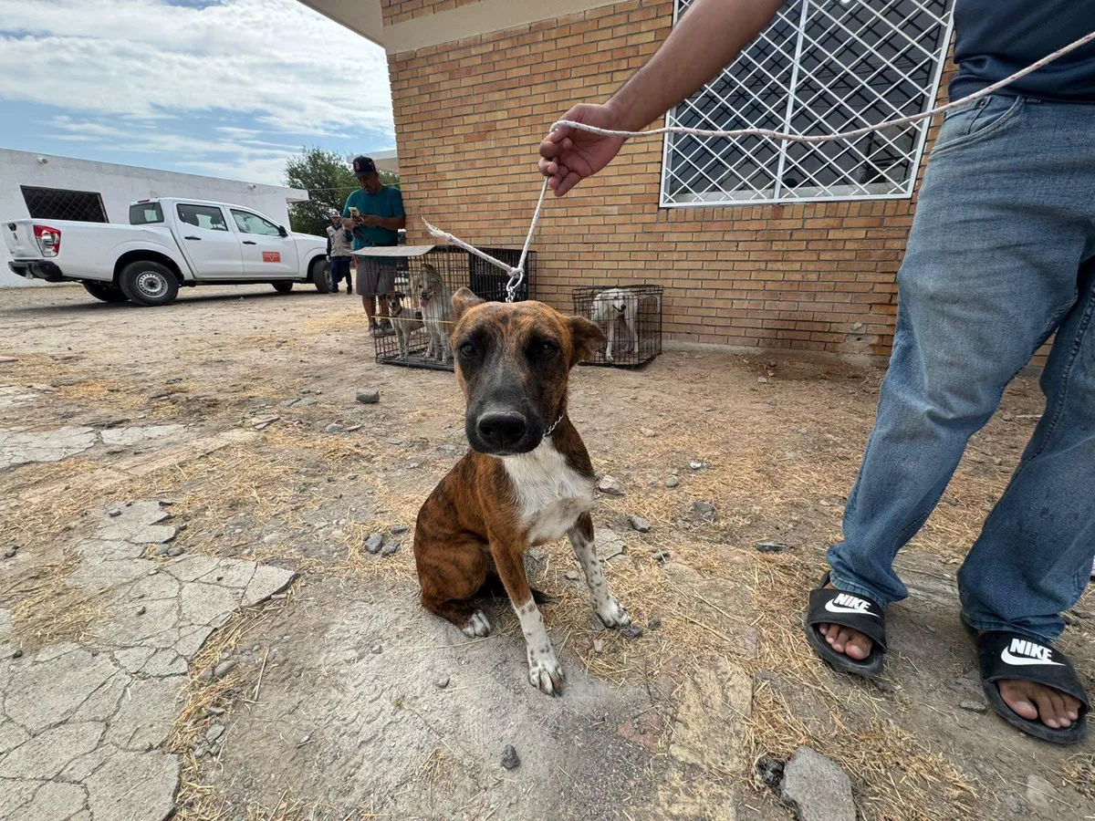 Esterilizan a 200 perros y gatos en jornada de salud animal en Sabinas, Coahuila