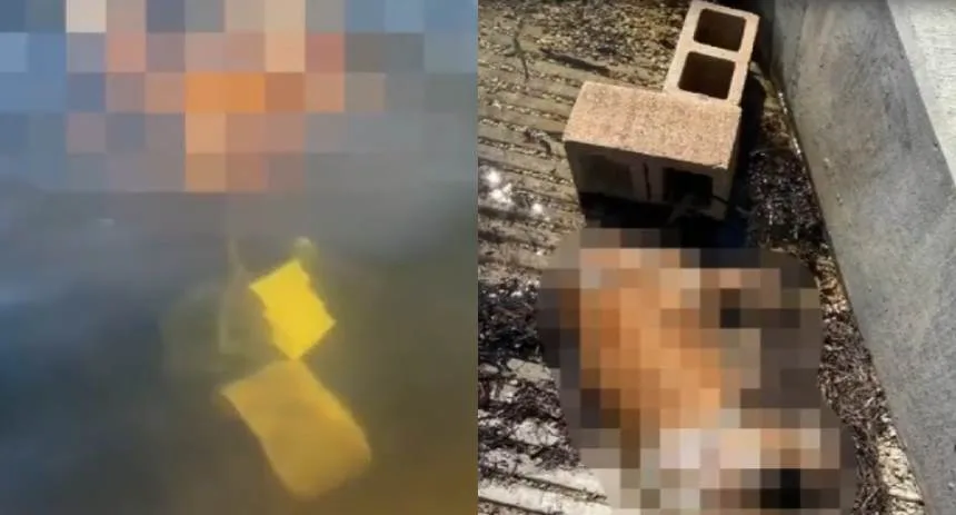 Cruel caso de maltrato animal en Miami: Hallaron a un perrito sumergido bajo el agua, estaba amarrado a un bloque