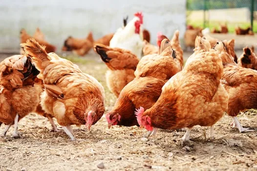 DAVID WOLPERT | Poultry master plan success could mean less protection is needed