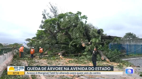 Queda de árvore bloqueia trecho da Avenida do Estado no acesso à Marginal Tietê