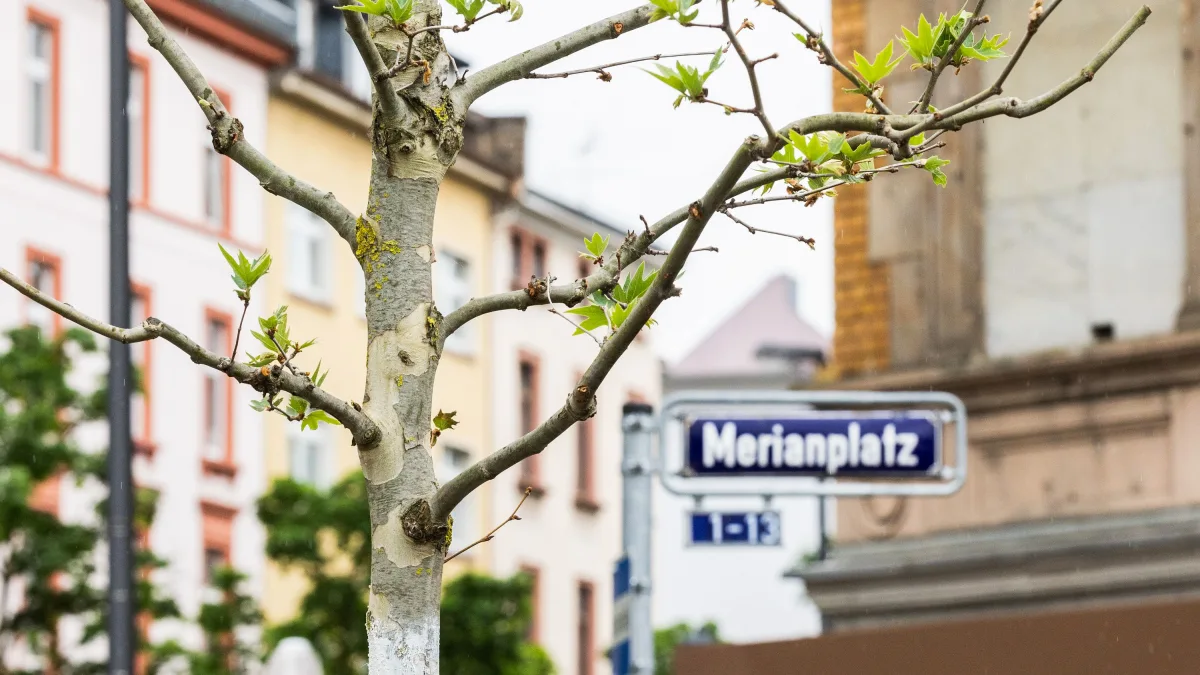 Azubi fertigt Skulptur: Frankfurt errichtet Mahnmal für getötete Platanen