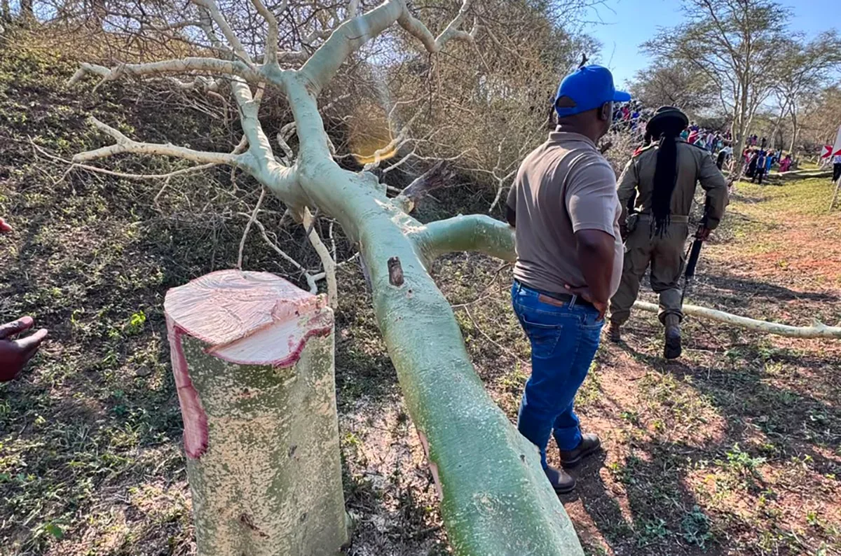 PARK INVASION: Fever trees felled, fencing destroyed near iSimangaliso — 52 people arrested