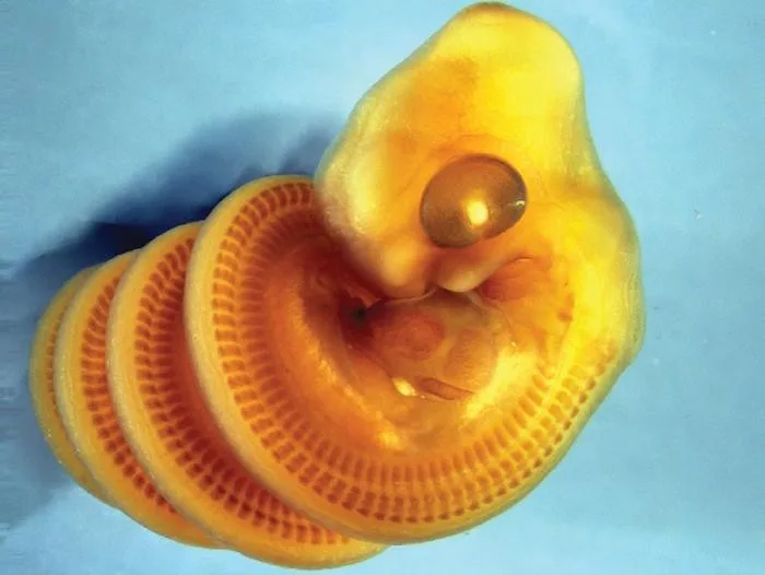 Por que os embriões de cobra se enrolam em espiral? Cientistas descobriram