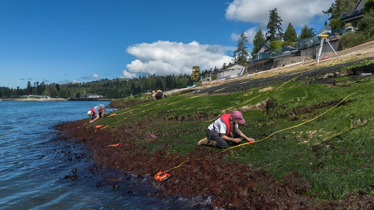 Having found a mysterious killer of sea stars, B.C. scientists see a way to stop it