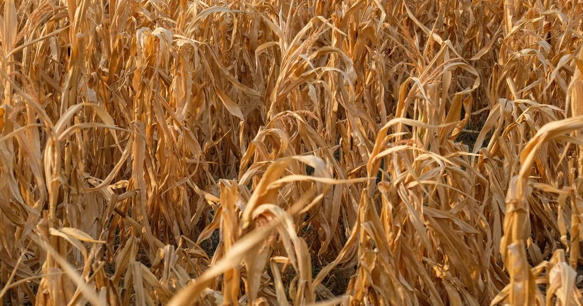 « Nous entrons dans une période inquiétante » : comment l’agriculture française peut-elle s’adapter à des étés toujours plus caniculaires ?