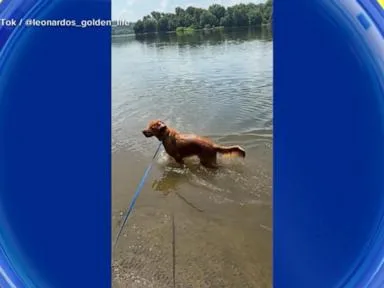 WATCH: Dog days of summer
