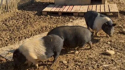 "Ça n’aurait jamais dû arriver", Chonchon, un cochon domestique a été abattu par erreur par un chasseur