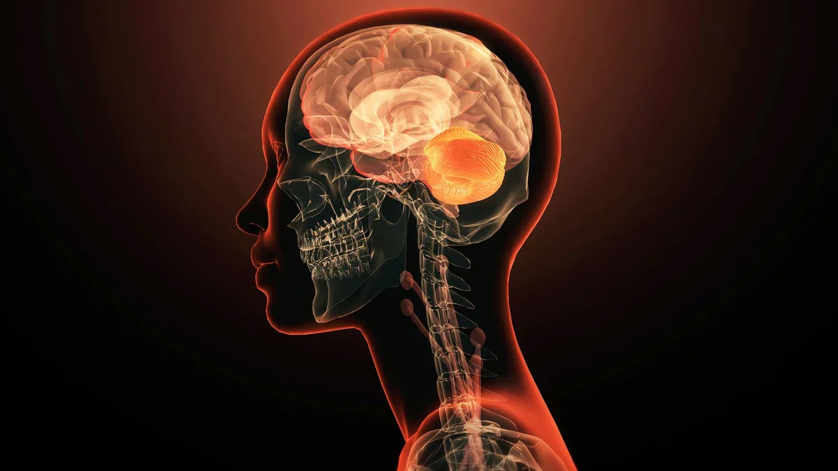Is the brain actually 2 nervous systems smooshed together? A new study claims it is.