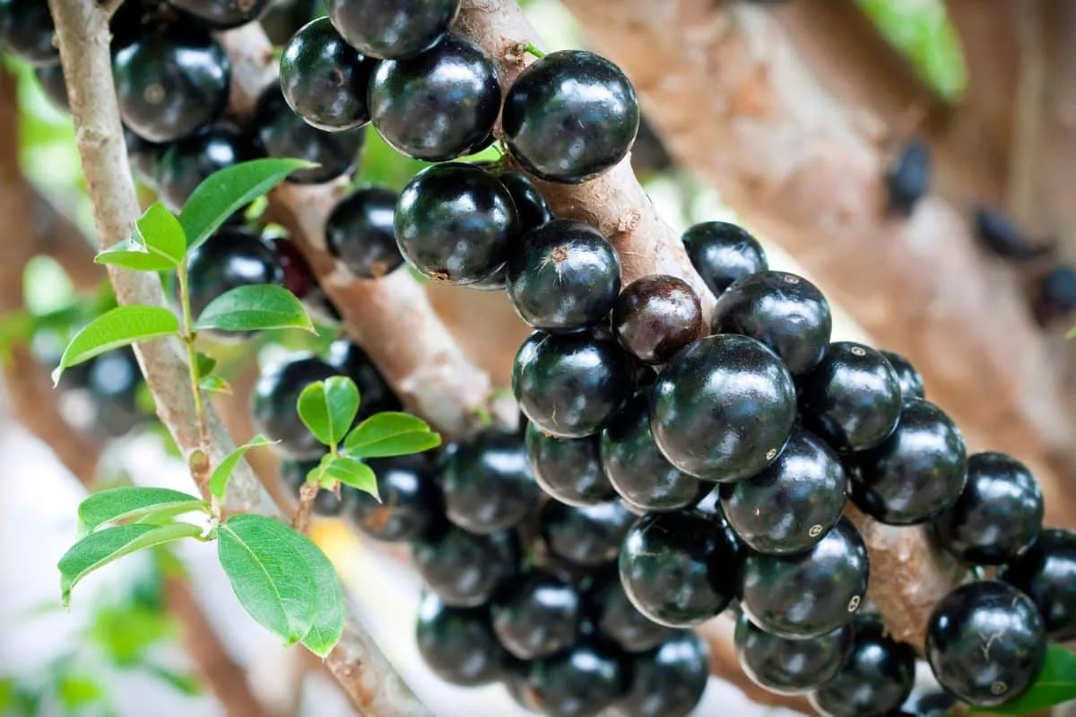 Essa é a segunda melhor fruta do mundo e a melhor do Brasil, segundo TasteAtlas