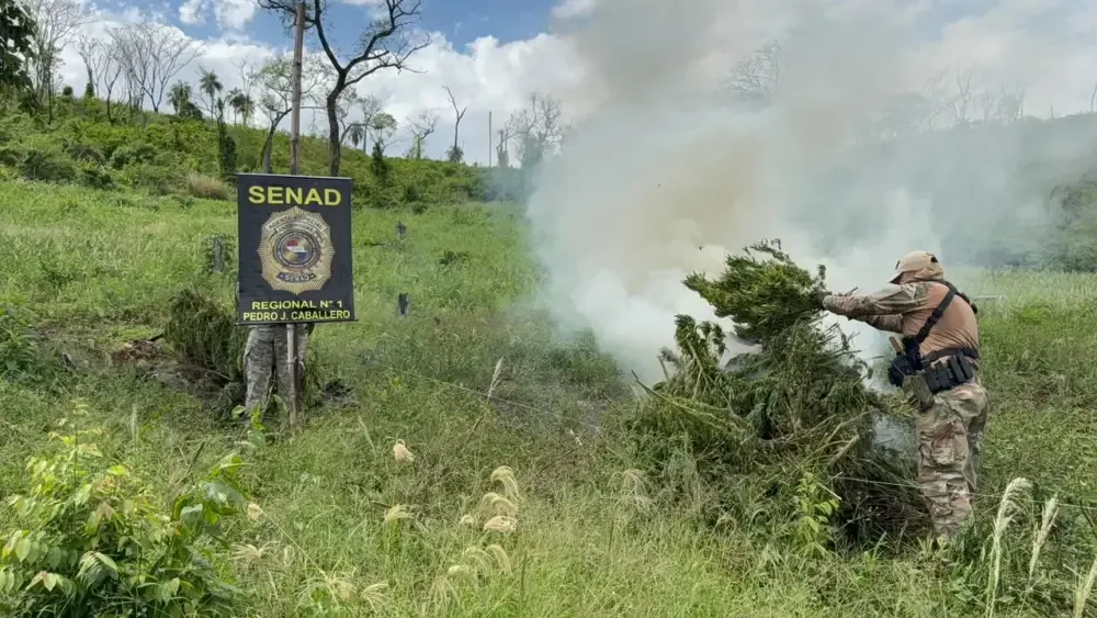 Plantação de maconha é destruída a 1 km de aeroporto na fronteira