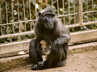 Les êtres humains ne seraient pas les seuls à vouloir adopter des animaux de compagnie, selon une étude